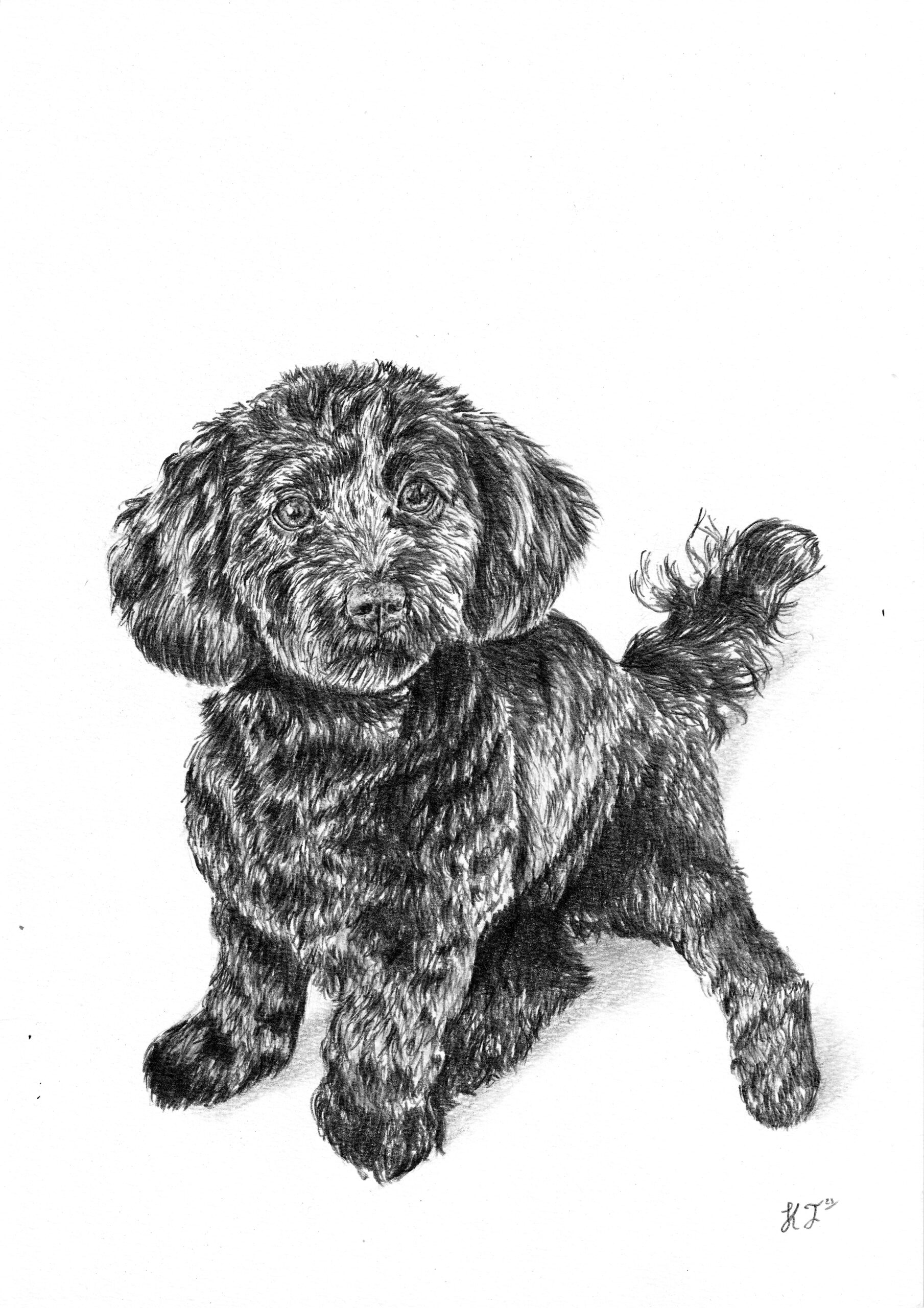 Pet Portrait - Image 11