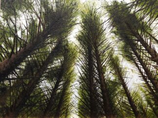 Natures network
